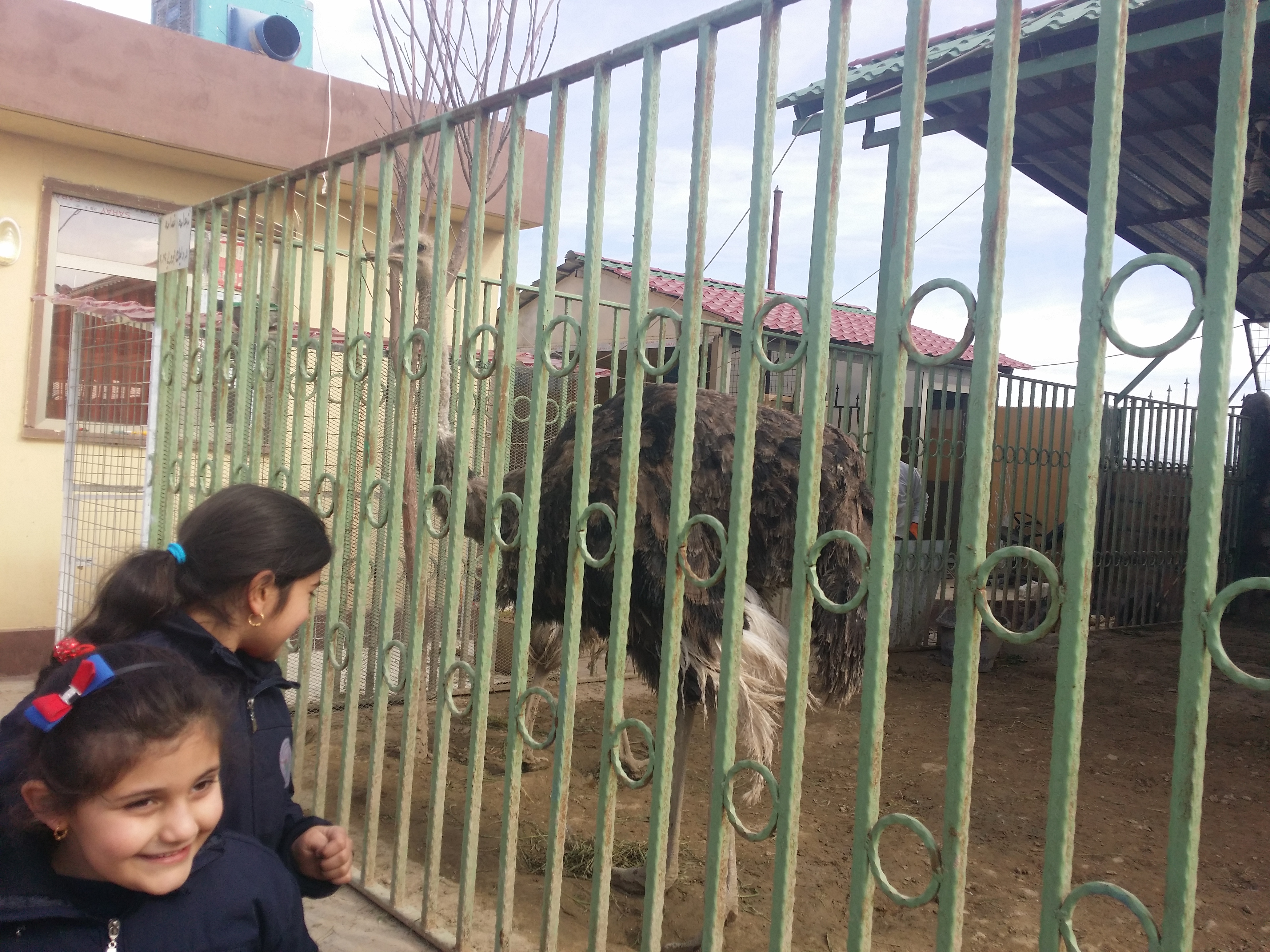 Grade 1s trip to the zoo